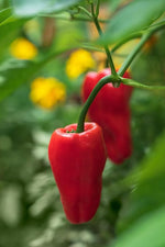 Leutschauer Paprika Capsicum annuum for planting in garden