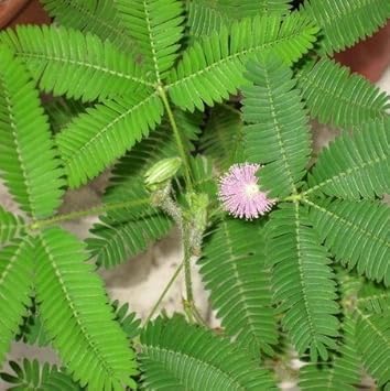 Organic Pink Mimosa Flower Seeds for Planting – Heirloom, Non-GMO