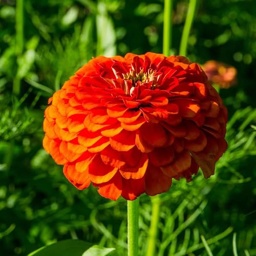 Orange Zinnia Flower - Heirloom, Non - Gmo Seeds