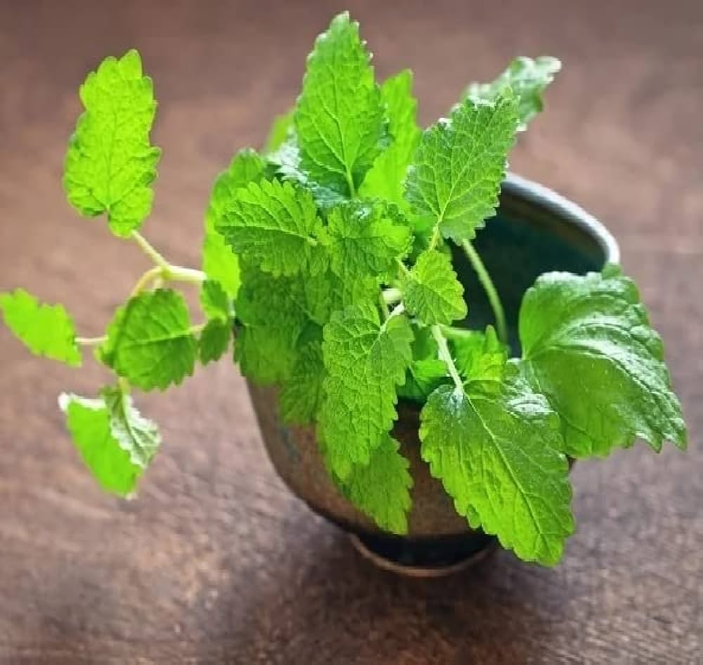 Lemon Balm - Organic Herb Seed