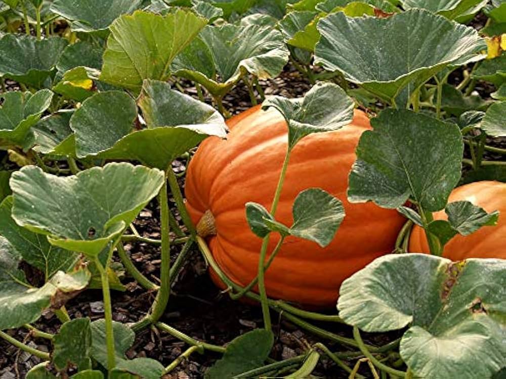 Heirloom Non-GMO Pumpkin Wool Seeds - Seeds for Unique Pumpkin Growing