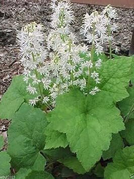 Green Tiarella Plant Seeds for Planting - 100