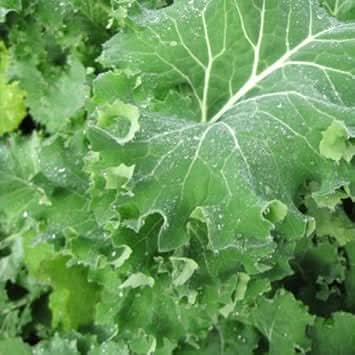 Green Siberian Kale Plant Seeds for Planting heirloom & Non-GMO Seeds