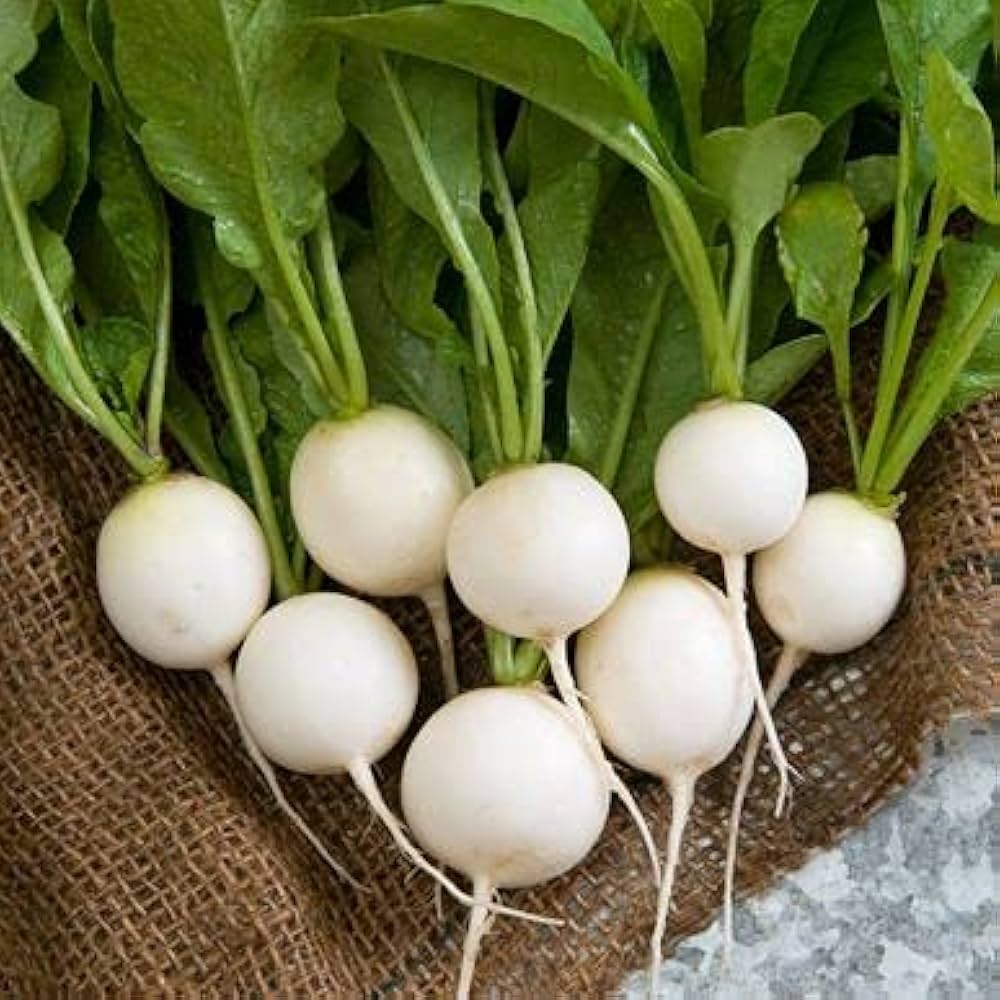 Radish Raphanus Sativus Hailstone Vegetable Seeds for Planting – White Root Variety for Quick Harvest in Kitchen Garden