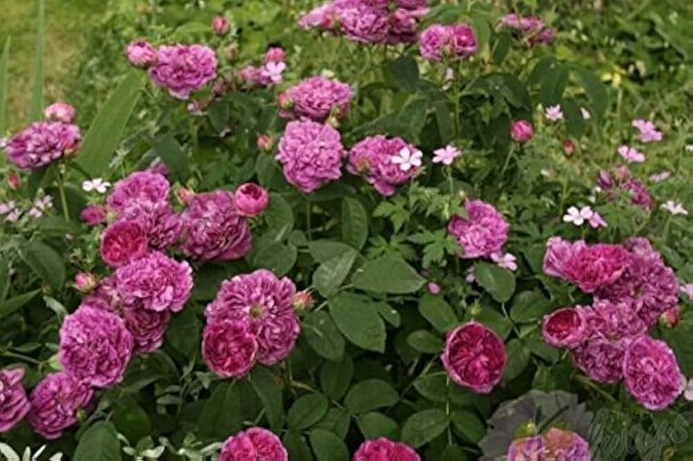 Charles de Mills Flower Seeds for Planting, Pink Blooms, 100 pcs for planting in your garden.