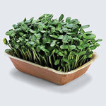 Sunflower Microgreens Seeds – Fast-Growing, Nutrient-Rich Seeds for Planting Indoors or Outdoors for planting in your garden.