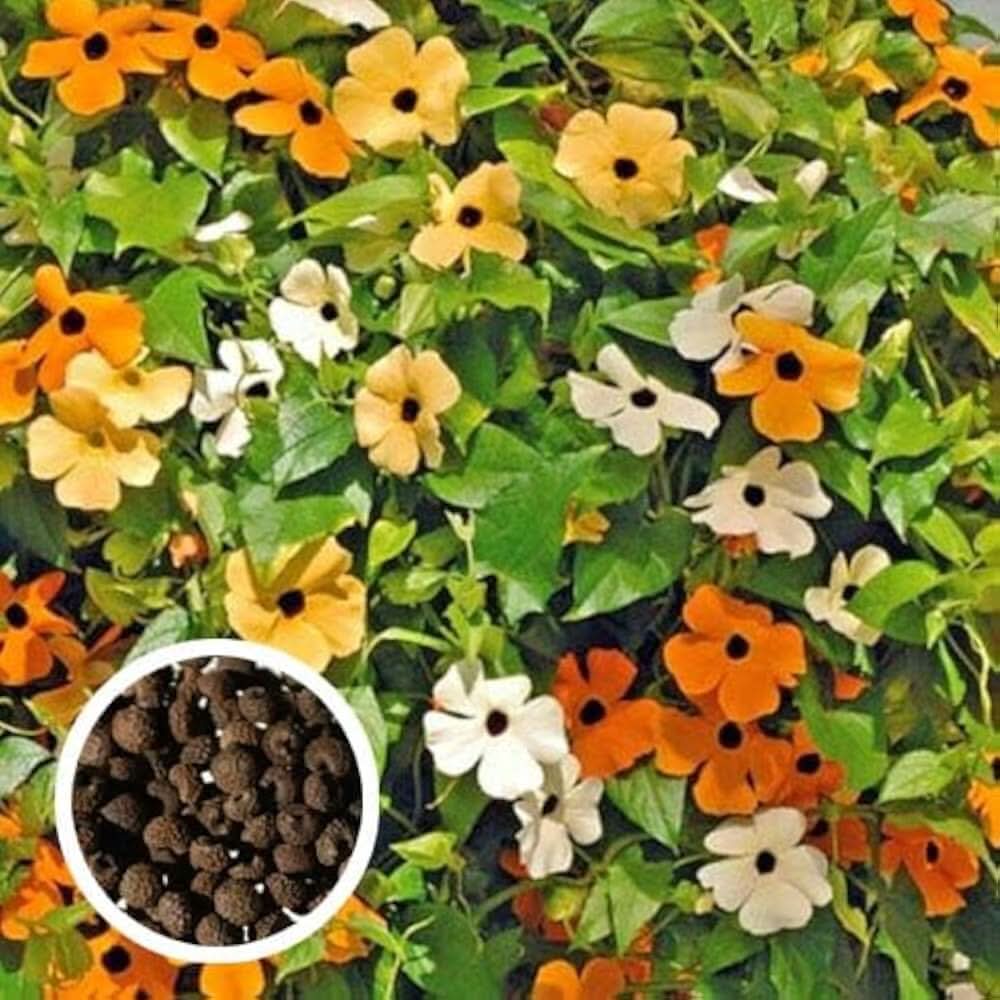 Black-Eyed Susan Rudbeckia hirta flower seeds for planting in home garden and garden borders