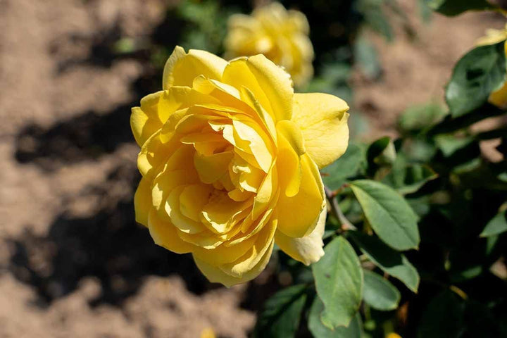Deep Yellow Rose Plant Seeds for Planting - Non-GMO Heirloom Garden Seeds for Growing