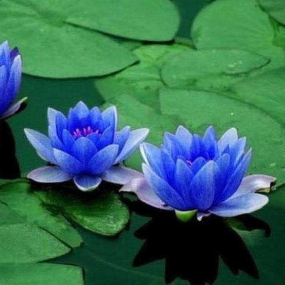 Water Lily Nymphae Nouchali (Blue) Seeds