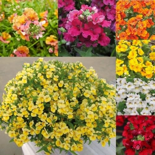 Mixed Nemesia Flower