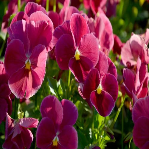 Giant Pansy Flower Pink - Heirloom, Non - Gmo Seeds