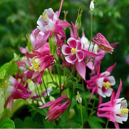 Pink White Aquilegia Flower - Heirloom, Non - Gmo Seeds