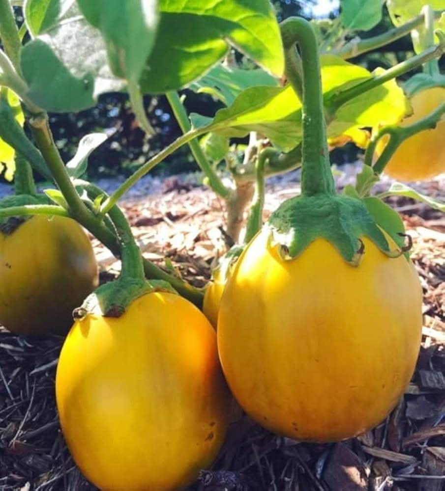 Yellow - Aubergine for planting in home garden