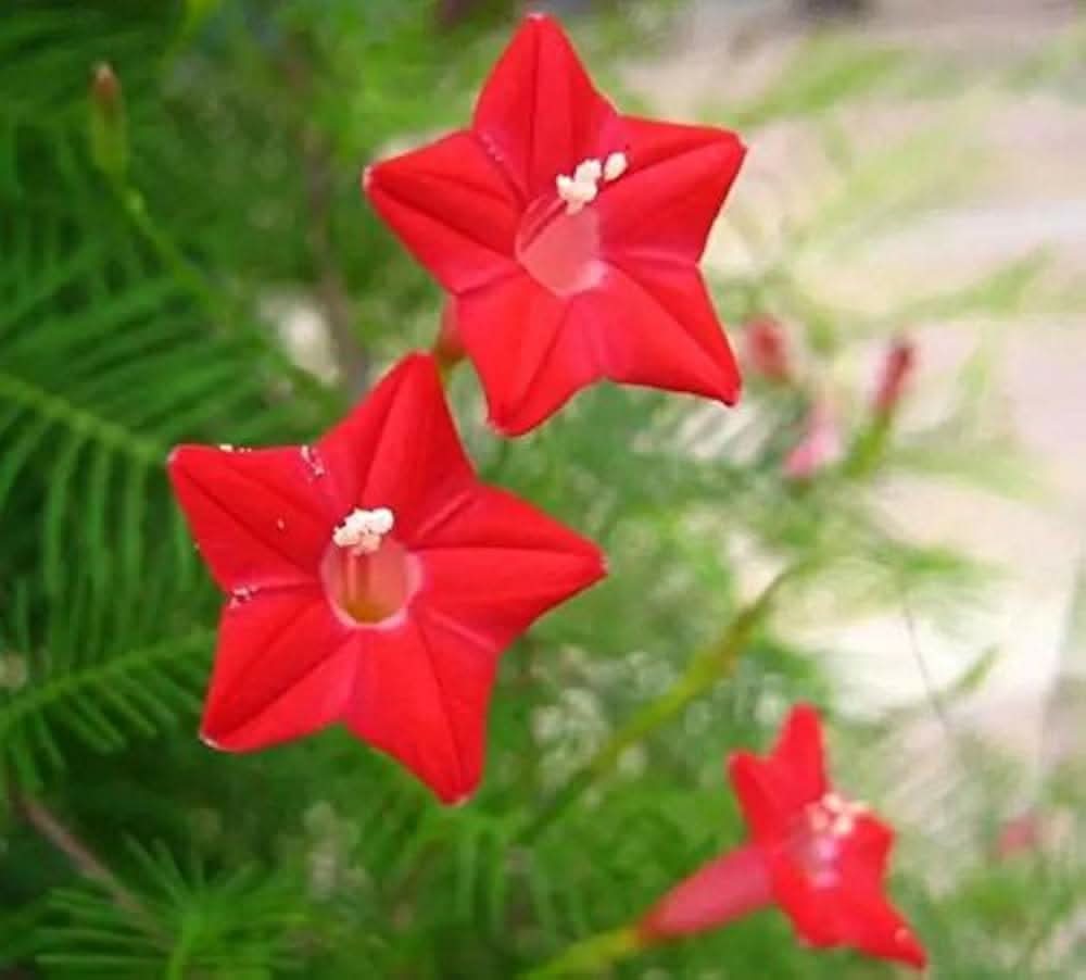 Lion’s Grass Stapelia Gigantea Flower Seeds for Planting in Indoor Pots and Succulent Collections