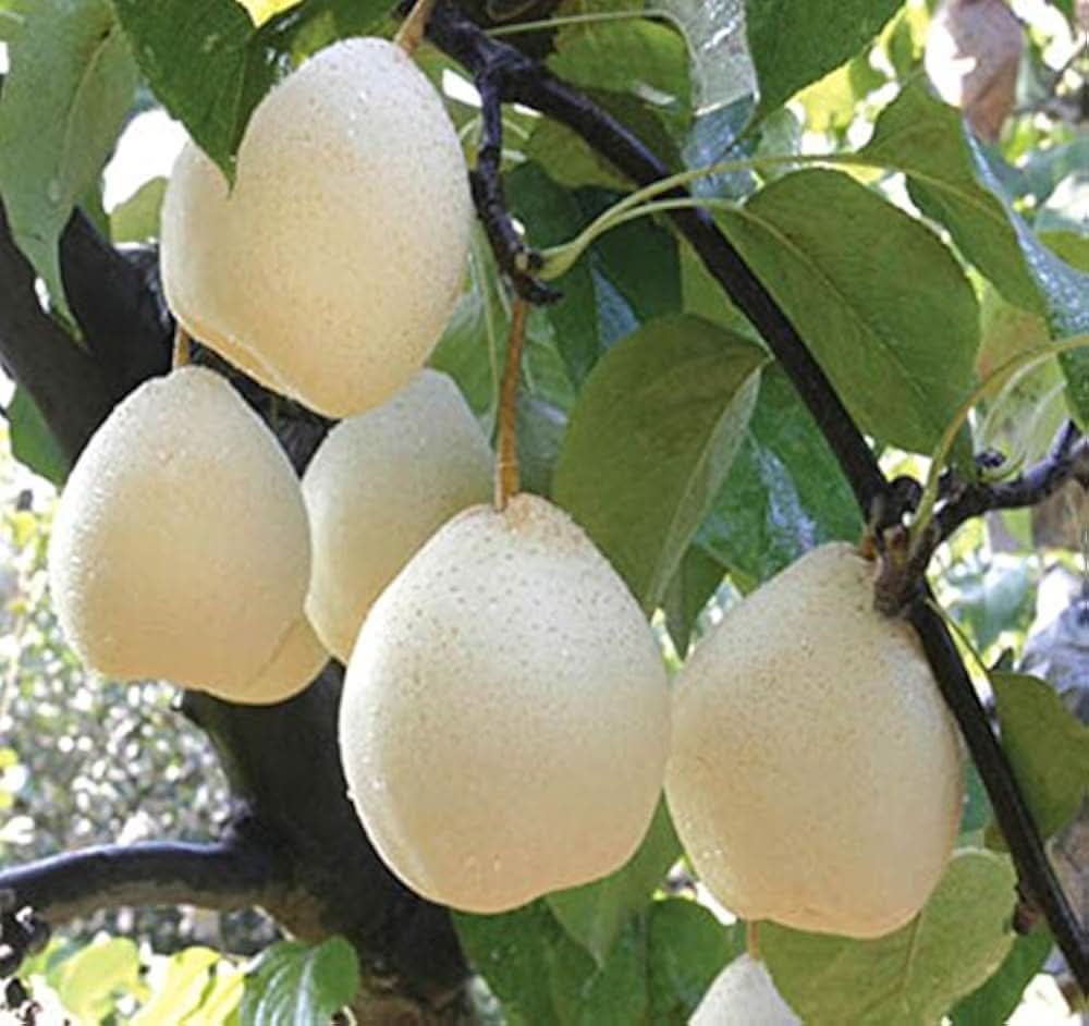 White Chojubai Plant Seeds - Rare and Beautiful Fruit for Your Garden
