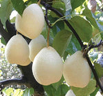 White Chojubai plant seeds