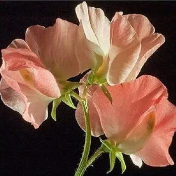 Heirloom Peach Sweet Pea Flower Seeds – Non-GMO Fragrant Climbing Blooms for Garden Planting Dhara Seeds