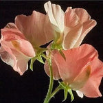 Heirloom Peach Sweet Pea Flower Seeds – Non-GMO Fragrant Climbing Blooms for Garden Planting Dhara Seeds