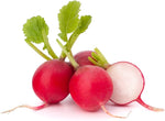 Crimson Giant Radish non-GMO heirloom vegetable
