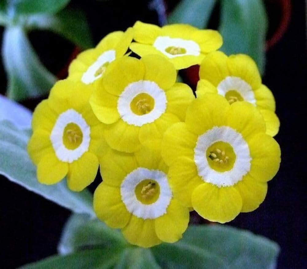 Primrose Primula spp. Seeds for planting in flower bed