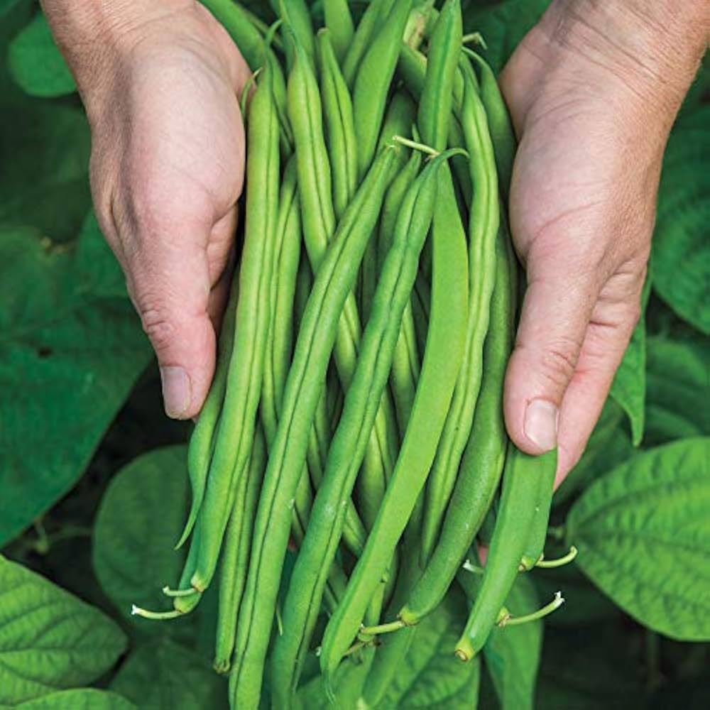 Green Bean Seeds for Planting