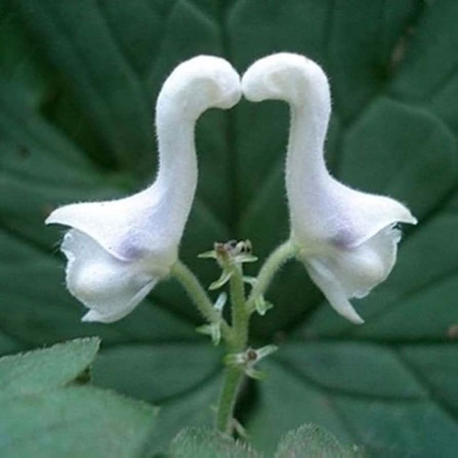 Swan Flower Rare White  Flowering Seeds For Planting and Home Garden