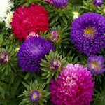 Double Aster Room Flower Mix (Callistephus) for indoor planting