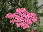 Achillea Cerise Queen Yarrow Flower seeds for pink blooms
