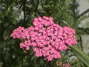 Achillea Cerise Queen Yarrow Flower seeds for pink blooms