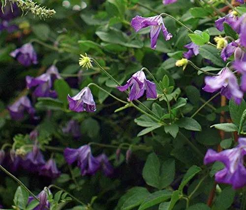 Violet Viticella Flower Seeds for Planting - NON GMO Seeds Dhara Seeds