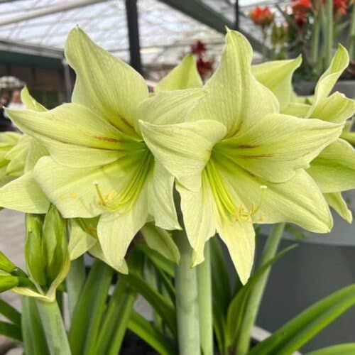 Giant Amaryllis Flower Green