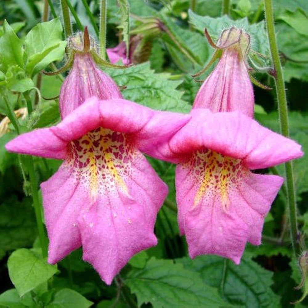 Chinese Fingerhut (Rehmannia Angulata) seeds for planting