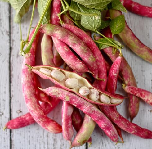 Red Beans - Heirloom, Non - Gmo Seeds