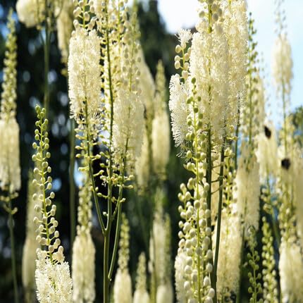 White Cohosh - Heirloom, Non - Gmo Seeds