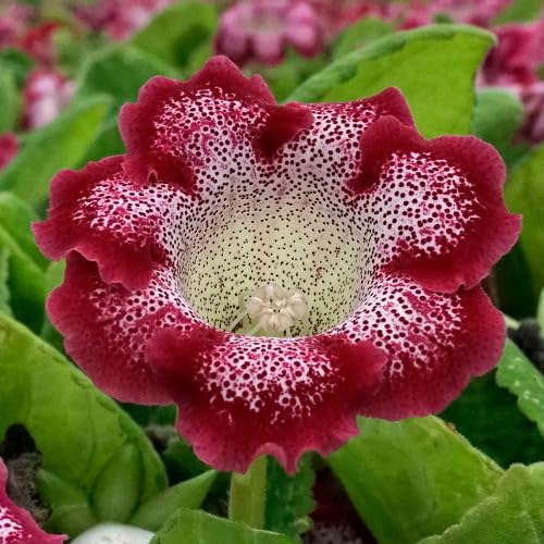 Marron Gloxinia Flower - Heirloom, Non - Gmo Seeds