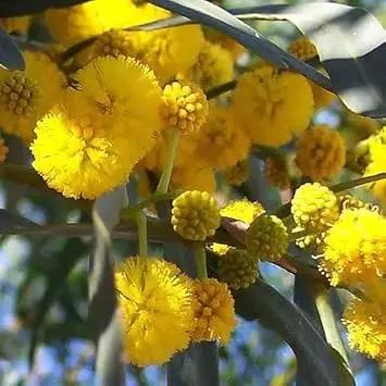 Yellow Acacia Perennial Flower Seeds for planting in home garden