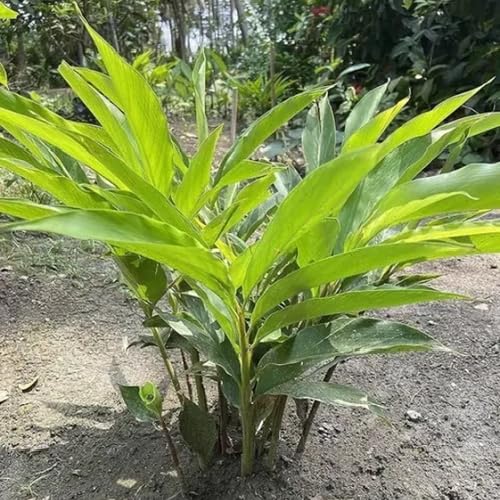 Green Cardamom - Heirloom, Non - Gmo Seeds