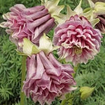 Pink Petticoat Flower Seeds for Planting - 100 seeds for planting in home garden