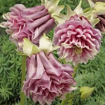 Pink Petticoat Flower Seeds for Planting - 100 seeds for planting in home garden