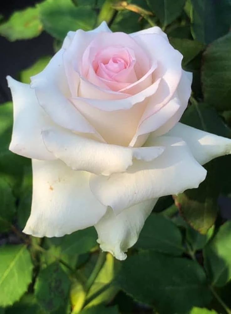 Holland Double Pink Rose Seeds Rosa hybrida for Planting in Flower Bed