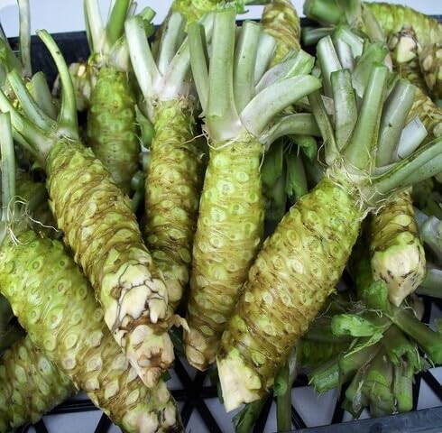 Green Wasabi