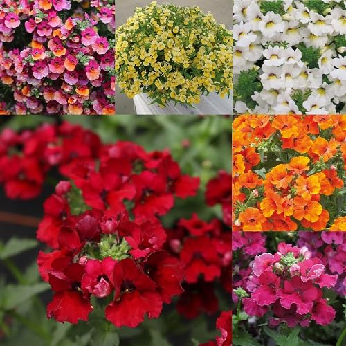 Mixed Nemesia Flower