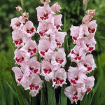 Gladiolus Flower Heirloom Non Gmo Image
