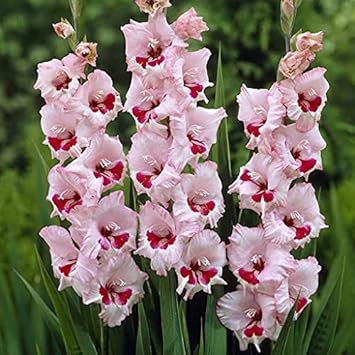 Gladiolus Flower Heirloom Non Gmo Image