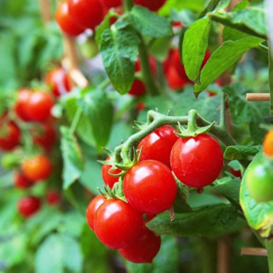 Lake tomato grown from organic seeds with round red fruits and balanced taste for slicing