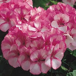& (& scientific name) for planting in garden