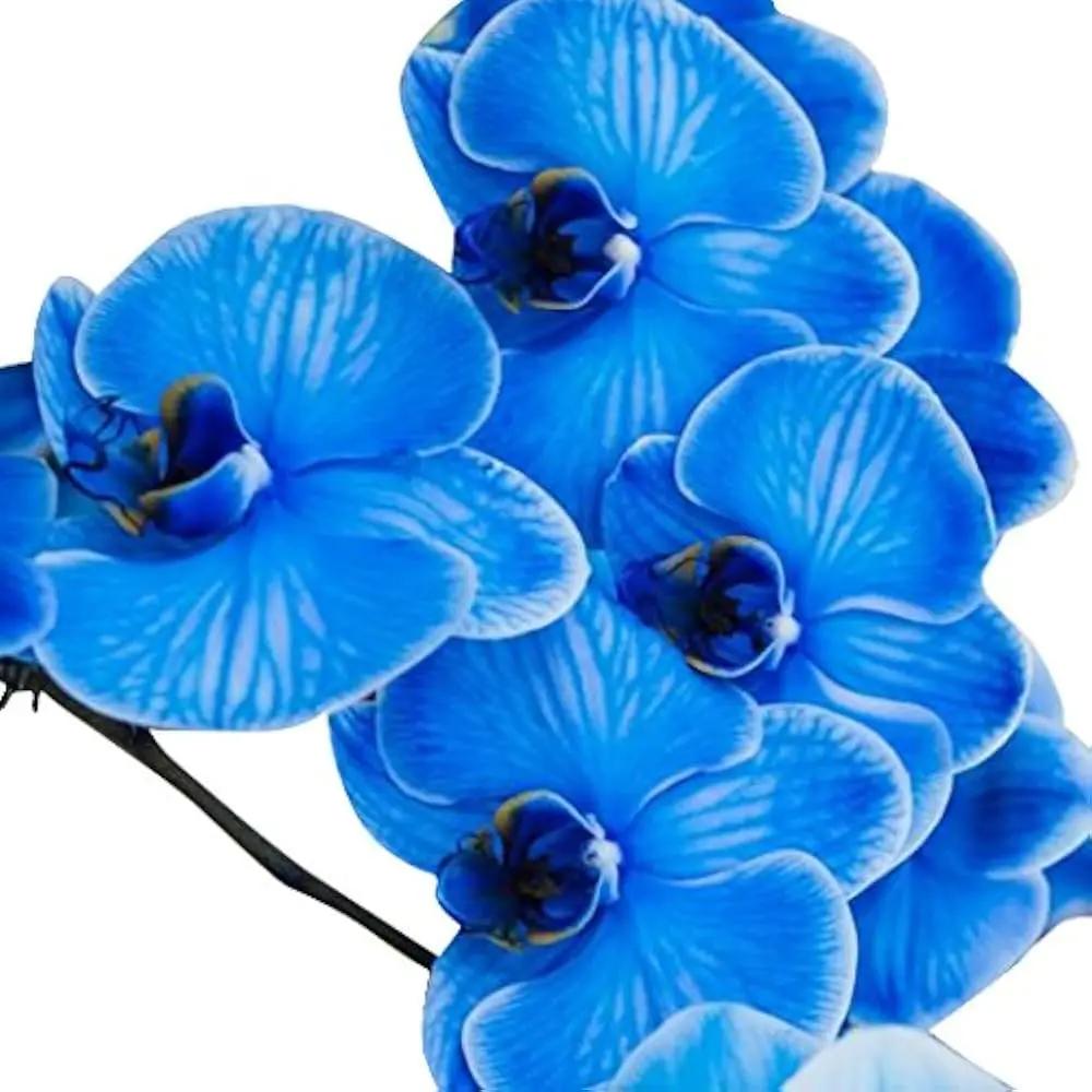 Futaba Blue Butterfly Orchid Flower Seeds for Planting - NON GMO Seeds for planting in home garden