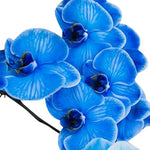 Futaba Blue Butterfly Orchid Flower Seeds for Planting - NON GMO Seeds for planting in home garden