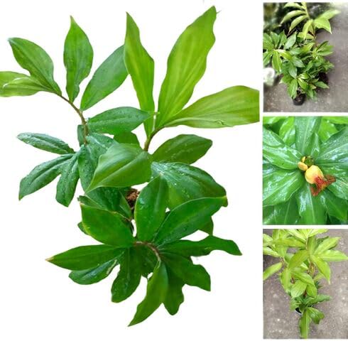 Green Insulin - Heirloom, Non - Gmo Seeds