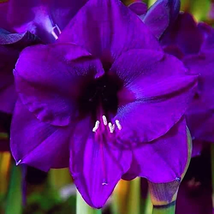 Purple Echte Amaryllis Flower Seeds for Planting - 100 pcs